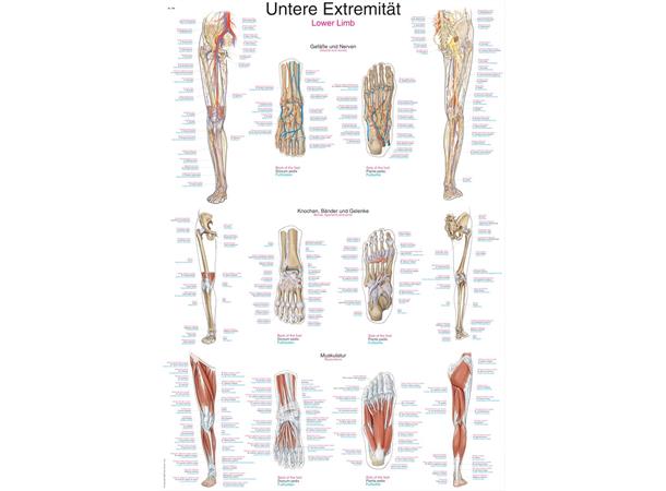 Plakat Lower Limb AL508